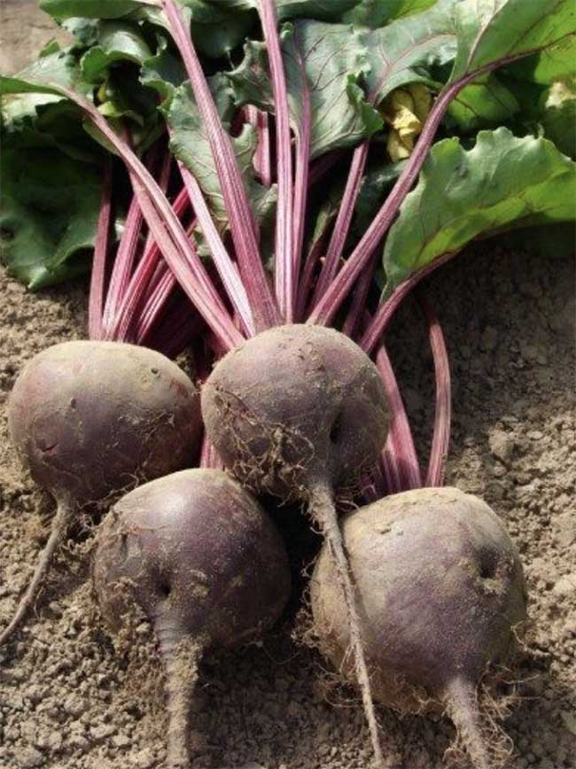 How long do beets take to grow?