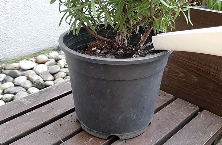 How to water rosemary