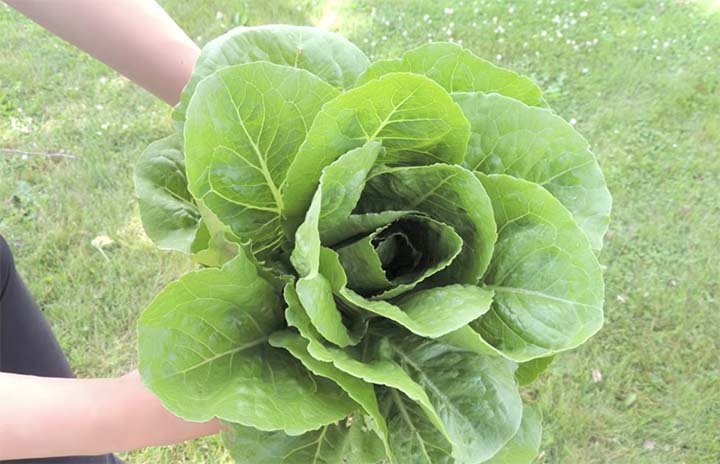 When to harvest romaine lettuce?
