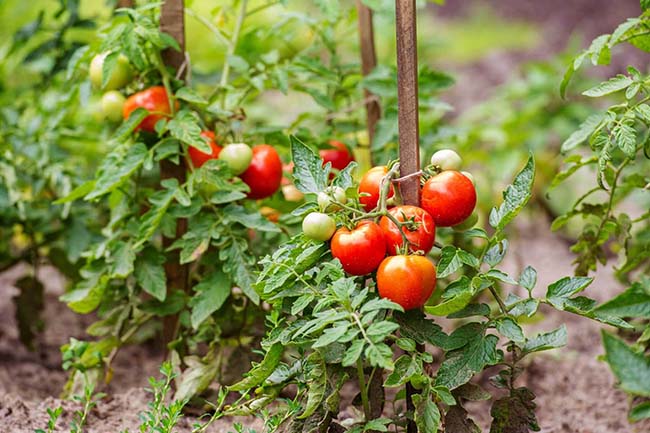 Is it better to grow tomatoes in the ground or in a container?